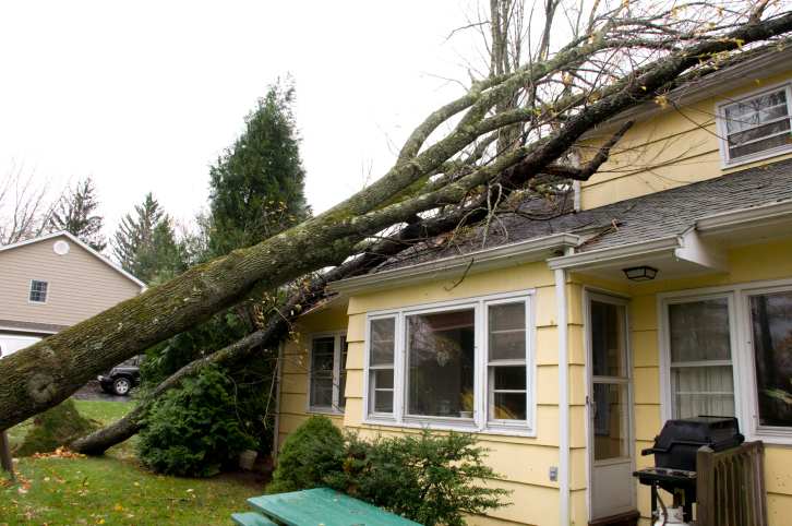 Fallen Tree on House