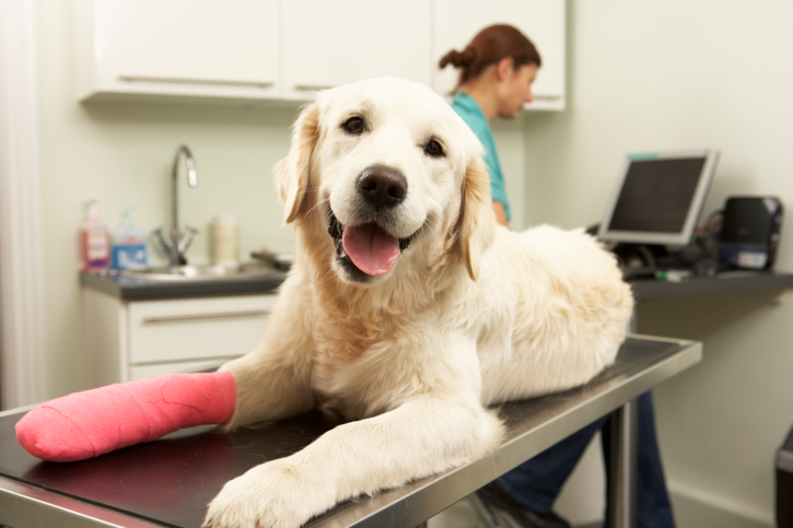 pet in doctor office